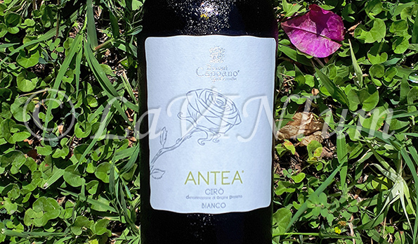 Cirò Bianco Antea 2020 Baroni Capoano