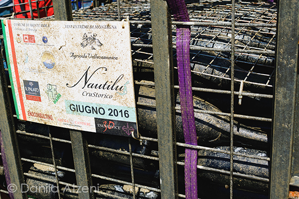 Nautilus bancale emerso