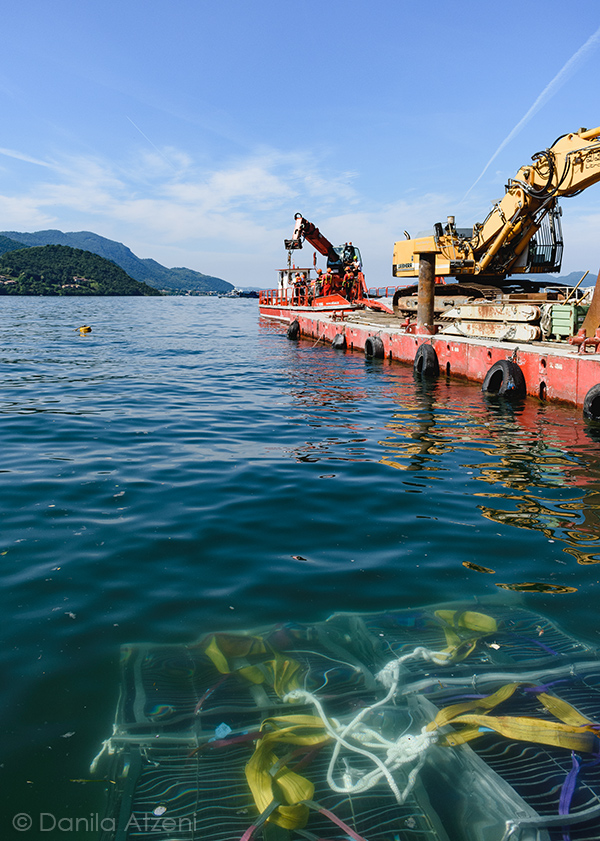Nautilus bancale in emersione