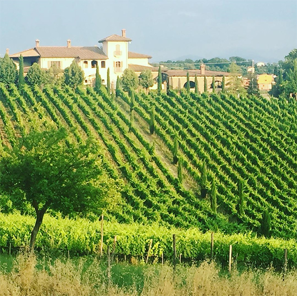 Vigneti Quintodecimo