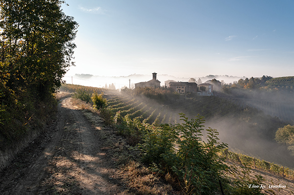 Terre Alfieri paesaggio vitato