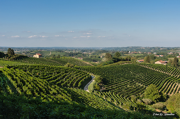 Terre Alfieri vigneti