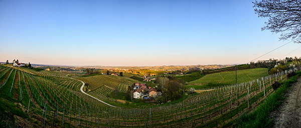 Terre Alfieri vigneti a Viano