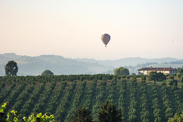 Terre Alfieri vigneto