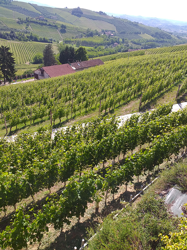 vigneti azienda Cortese