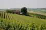 I Parcellari: tra Langhe, Roero e Monferrato i vini da porzioni di vigneto