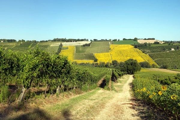 vigneti Marotti Campi