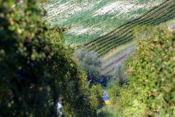 vigneti Marotti Campi