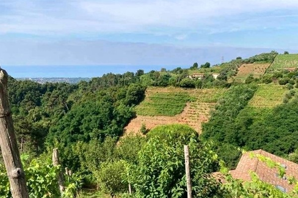 vigneti Tenuta Palatina