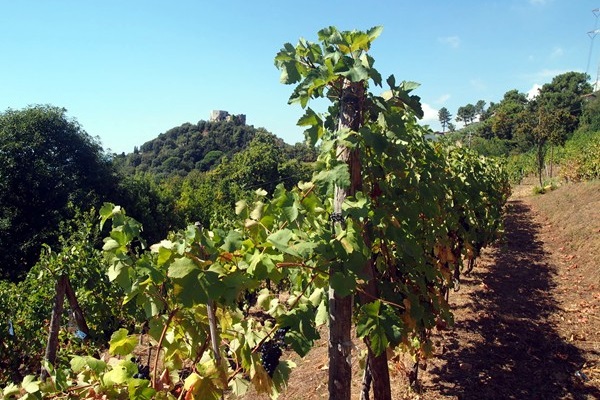 vigneti Tenuta Palatina