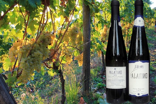 Vermentino ”Palatino” 2020