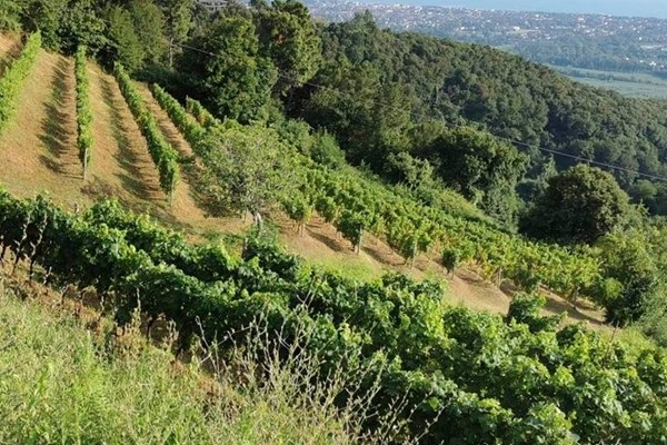 vigneto Tenuta Palatina