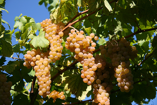 Grappoli di erbaluce