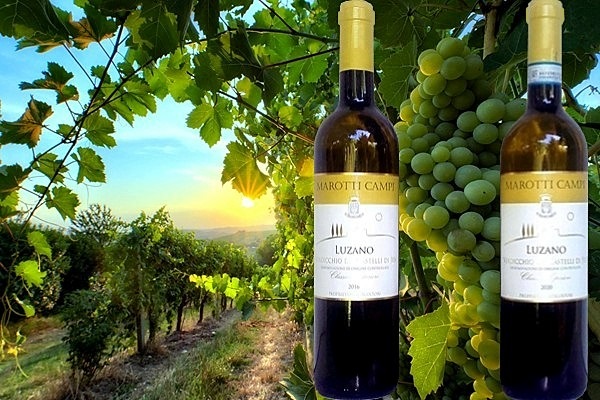 Verdicchio dei Castelli di Jesi Classico Superiore Luzano 2020 e 2016 Marotti Campi