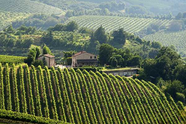 Vigneti nella sottozona Marzeno