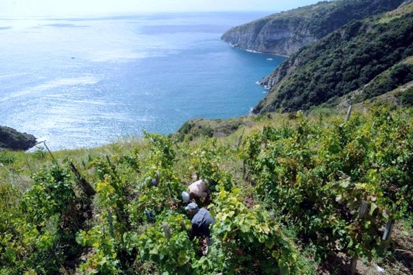 Cantine Antonio Mazzella