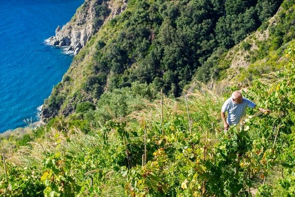 Cantine Antonio Mazzella