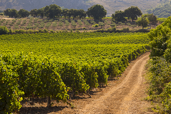 Vigneti Santa Cristina Tenuta Pianetto