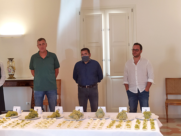 Presentazione catarratto lucido