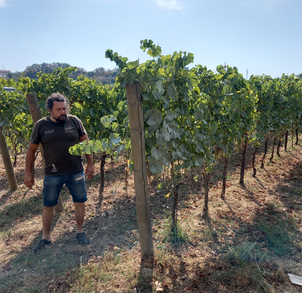 Daniele nella sua vigna a Granaccia di Villa Durazzo (L’Esedra di Santo Stefano) a Sestri Levante
