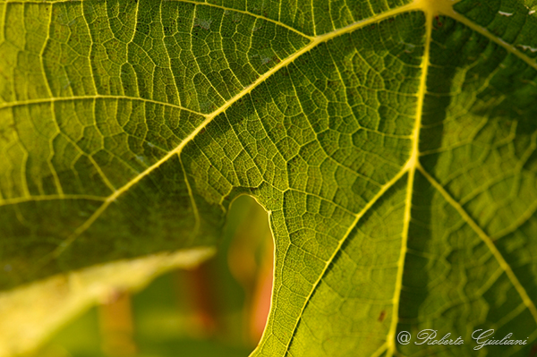 foglia di vite azienda Castellari Isola del Giglio