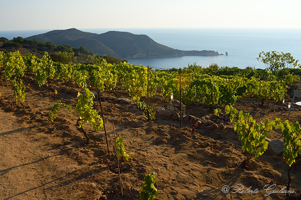 Vigne azienda Castellari Isola del Giglio