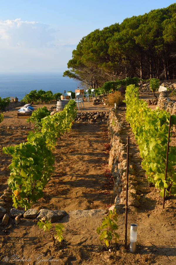 Vigne azienda Castellari Isola del Giglio