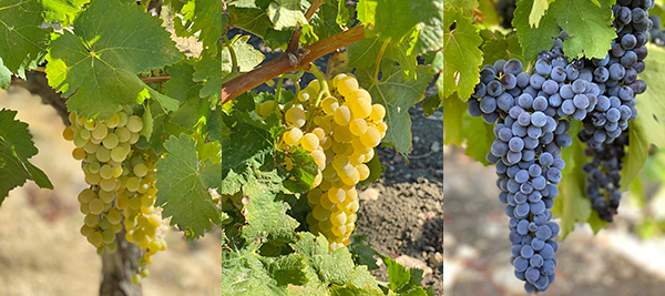 Grillo, Lucido e Nero d'Avola