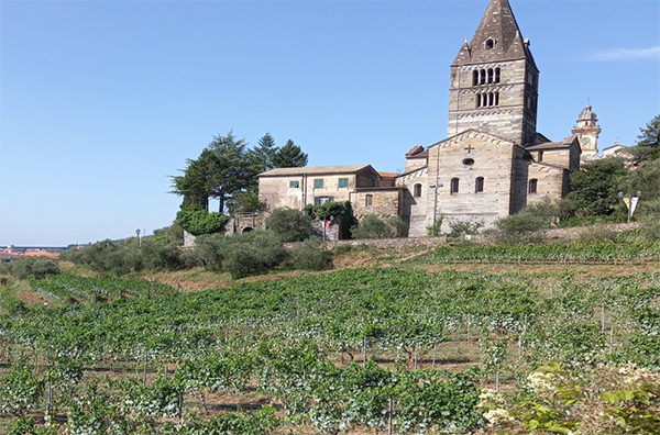 Il vigneto a Vermentino della Basilica dei Fieschi a San Salvatore di Cogorno
