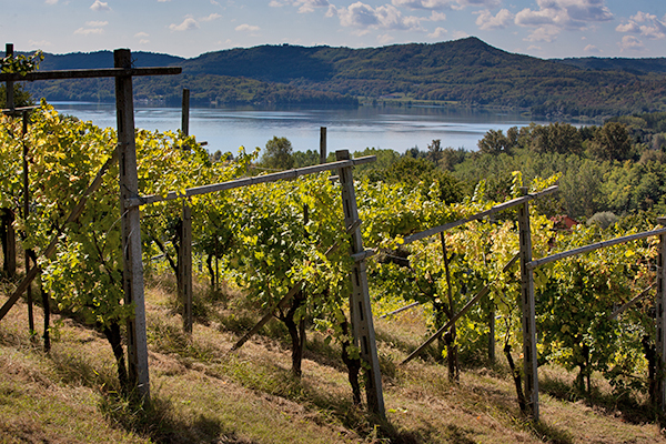 Vigneti nel Canavese