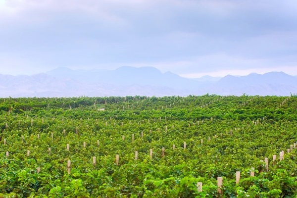 La tenuta della Xan 1860 dove si fanno i vini Karabach