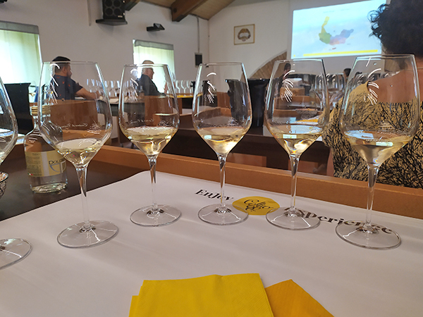 Collio tasting