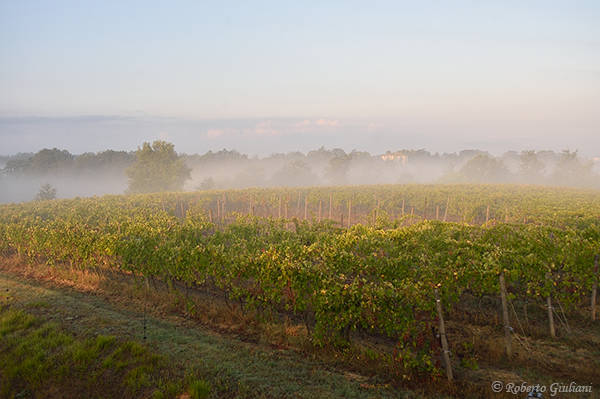 Il vigneto di fronte all'agriturismo La Frasca