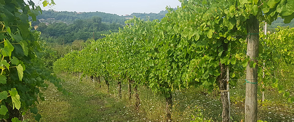 vigneto fiano cantina Aminea