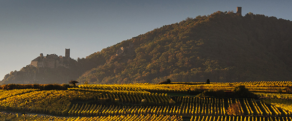 vigneto tre rupi cantina Aminea