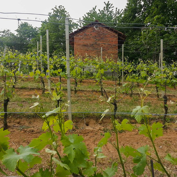 Il tipico ciabot nella vigna Ca' Dreja