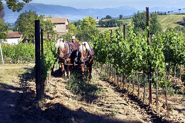 Fattoria del Colle vigneti