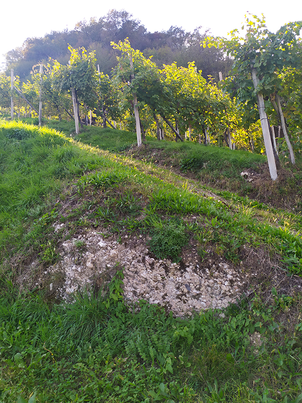Le vigne di Merotto