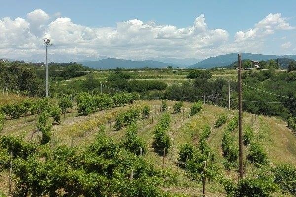 vigneti Cantarutti Alfieri