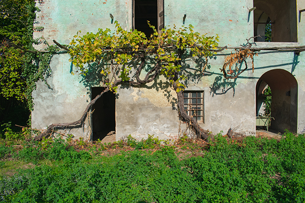Saluzzo: vigna urbana a piede franco