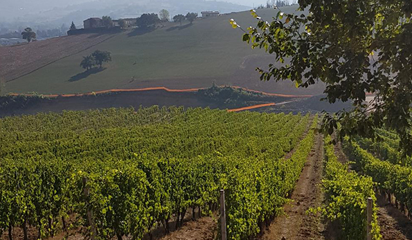 vigneti borgo paglianetto