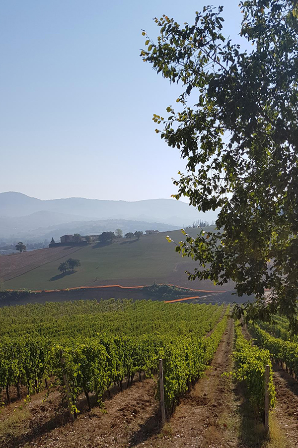 vigneti borgo paglianetto