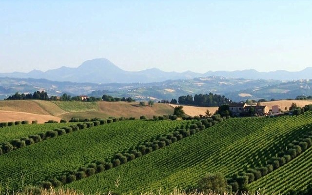 Montecappone vigneti