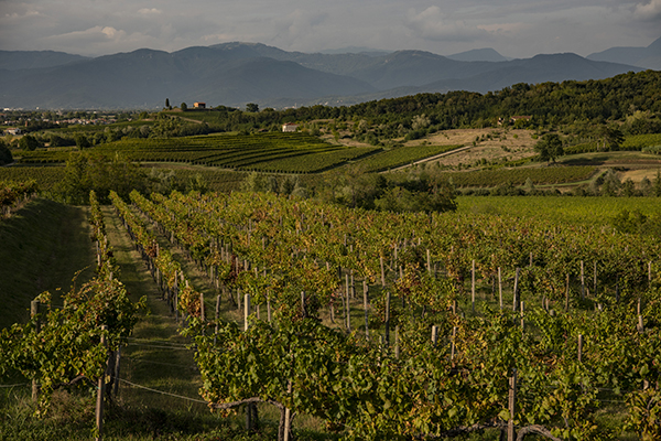 Vigneti a Oleis di Manzano