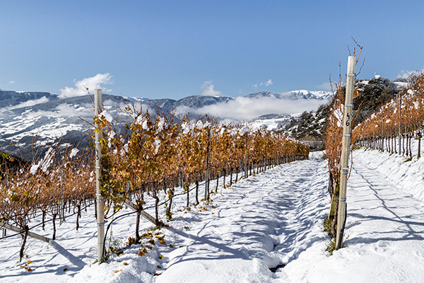 Paesaggio invernale nelle vigne. © Vini Alto Adige - Tiberio Sorvillo