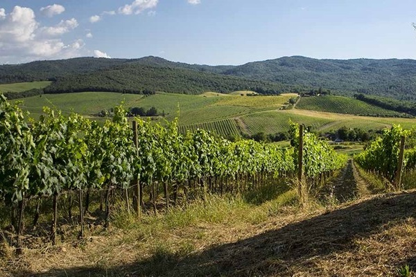 vigneti Fattoria del Colle