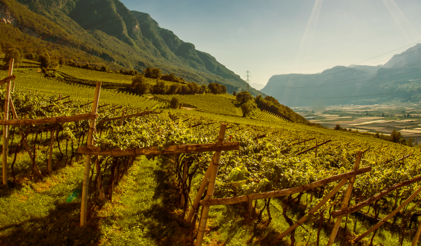 La vigna della Riserva Mazon