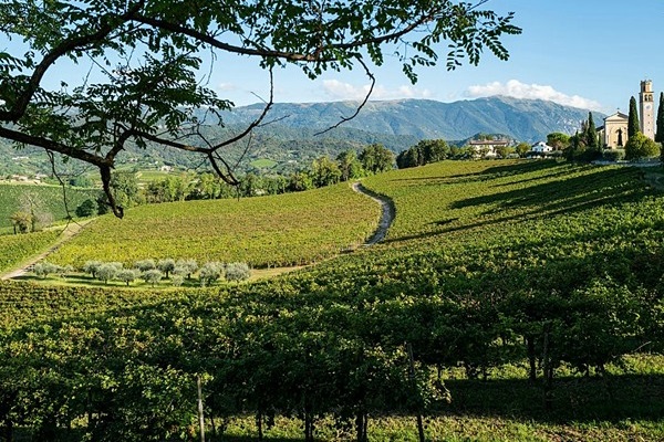 Vigneti Azienda vinicola Bellenda