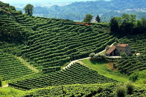 Vigneti Azienda vinicola Bellenda