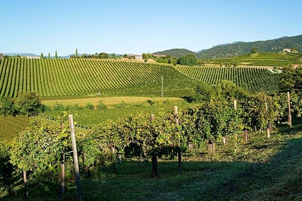 Vigneti Azienda vinicola Bellenda